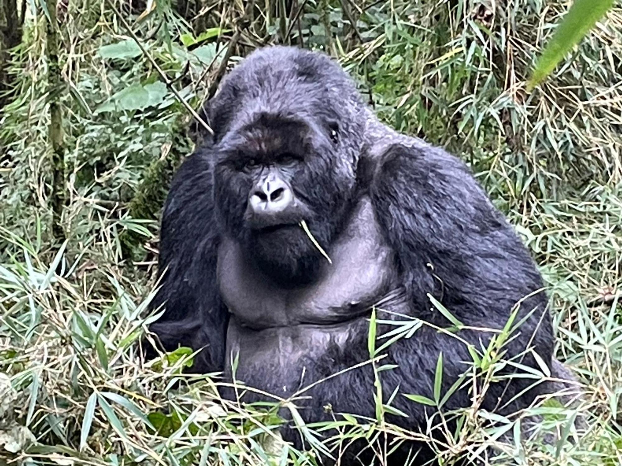 Le Bambou Gorilla Lodge Kinigi Dış mekan fotoğraf